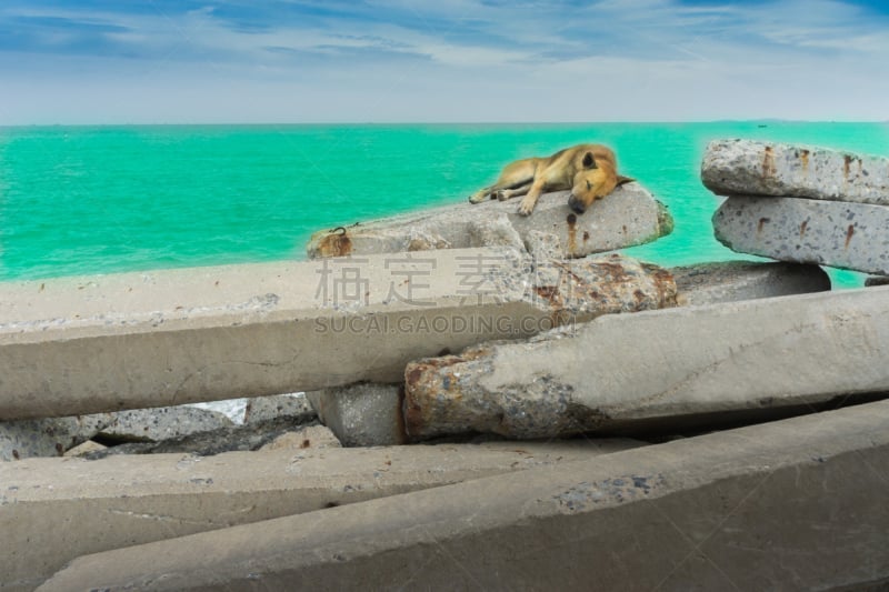 狗,海洋,混凝土,自然立柱,水,天空,美,褐色,水平画幅,古老的