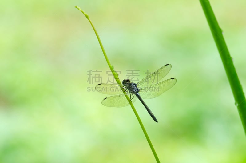 自然,蜻蜓,绿色,田地,美,雷蒙,水平画幅,巨大的,夏天,生物学