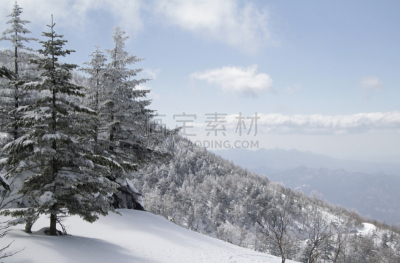 雪,日本,草津,寒冷,环境,霜,自然美,杉树,松树,背景