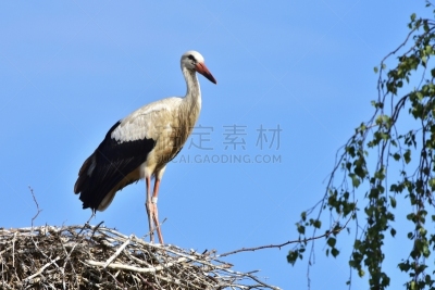 机敏,天空,美,水平画幅,符号,鸟类,夏天,户外,鸟巢,鹳