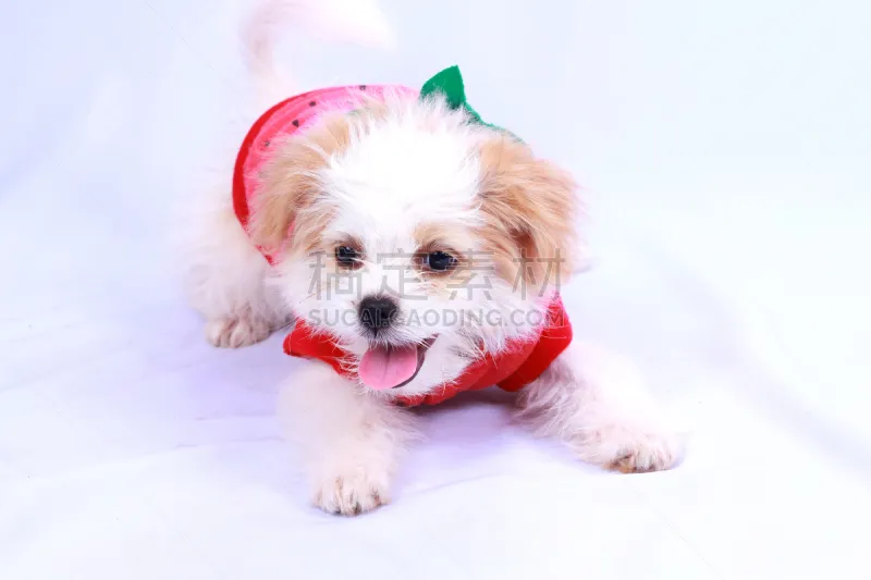 衣服 小狗 大学选手 白色 贵宾犬 水平画幅 T恤 夏天 斗牛犬 哺乳纲图片素材下载 稿定素材 衣服 小狗 大学选手 白色 贵宾犬 水平画幅 T恤 夏天 斗牛犬 哺乳纲图片素材下载 稿定素材
