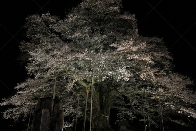 樱之花,一棵树,亚洲樱桃树,冈山县,自然,水平画幅,山,夜晚,无人,日本