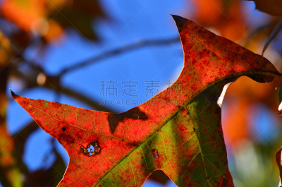 秋天,橡树叶,背景,天空,蓝色,火鸡,南方红橡,水平画幅,绿色,橙色