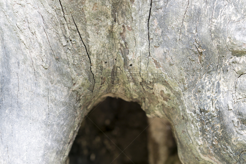 纹理效果,特写,树皮,公园,褐色,衣柜,水平画幅,无人,平视角,木材
