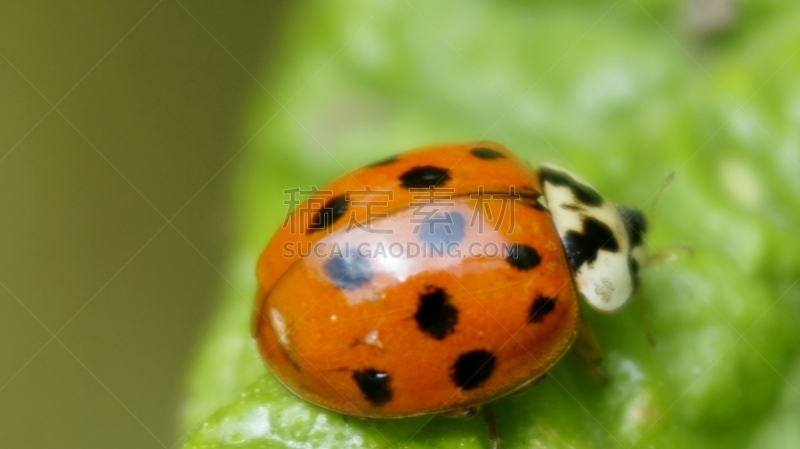 瓢虫,家褐蚁,毛足虫,春季系列,水平画幅,无人,夏天,特写,植物,英国