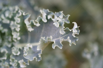 西兰花,大特写,叶子,自然,水平画幅,绿色,无人,curly howard,卷着的,植物