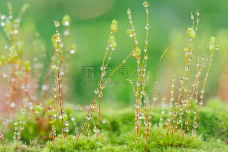 苔藓,多孔渗水的,杜松苔,孢子,选择对焦,褐色,水平画幅,沙子,无人,湿