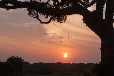 也拉,平纳瓦拉大象孤儿院,孤儿院,亚洲象,水,天空,公园,水平画幅,巨大的,热带雨林