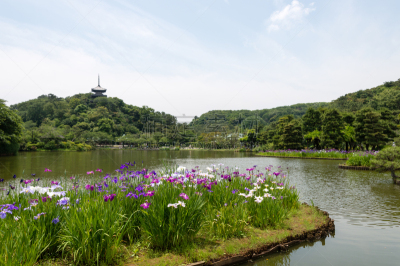 日本鸢尾,横滨,天空,留白,六月,水平画幅,山,无人,夏天,户外
