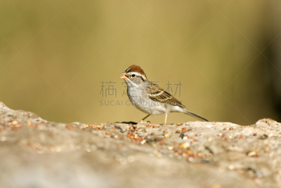 chipping sparrow,野生动物,水平画幅,小的,鸟类,野外动物,向日葵籽,种子,翎毛,麻雀