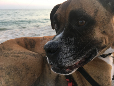 沙子,海滩,狗,天空,海湾沿海,彭萨科拉,寻回犬,夏天,湖,热带气候