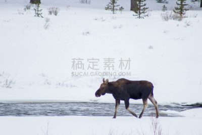 雄驼鹿,棚,木桩,自然,野生动物,美国,水平画幅,地形,怀俄明,原野
