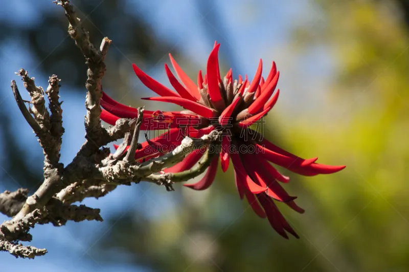 红色 日光 珊瑚树 环境 公园 色彩鲜艳 春天 植物 雌蕊 豆科植物图片素材下载 稿定素材