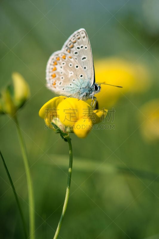 bläuling auf einer gelben blume bei sonnigen sommertag.