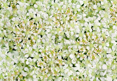 queen annes lace,自然,式样,水平画幅,无人,野胡萝卜花,野生植物,特写,仅一朵花,野花
