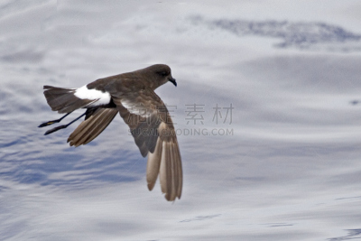烟黑叉尾海燕,海燕,水,暴风雨,水平画幅,无人,鸟类,野外动物,户外,海鸟