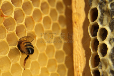 特写,彼得罗,水平画幅,密尔特湖,意大利,高尔夫球场管理员,音乐剧,摄影