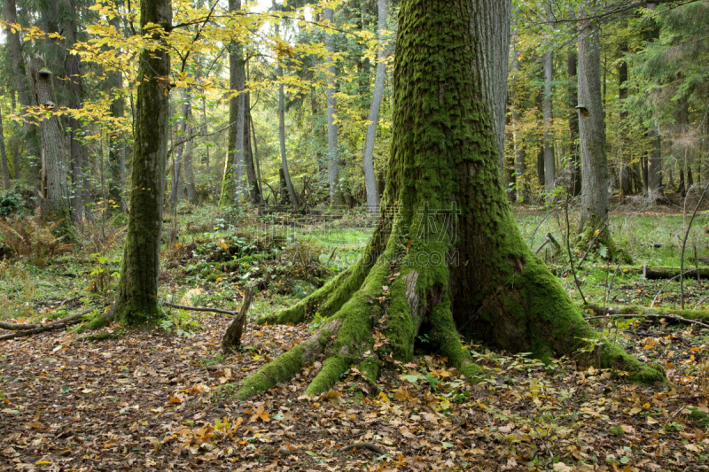 古老的,有包装的,地衣,烟蒂,bialowieza forest,橡树林地,水平画幅,无人,东欧,苔藓