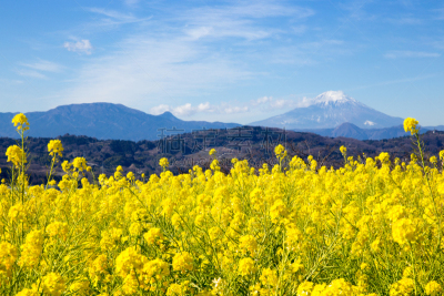 日本,油菜花,富士山,田地,自然,哈拉帕,水平画幅,山,可爱的,无人