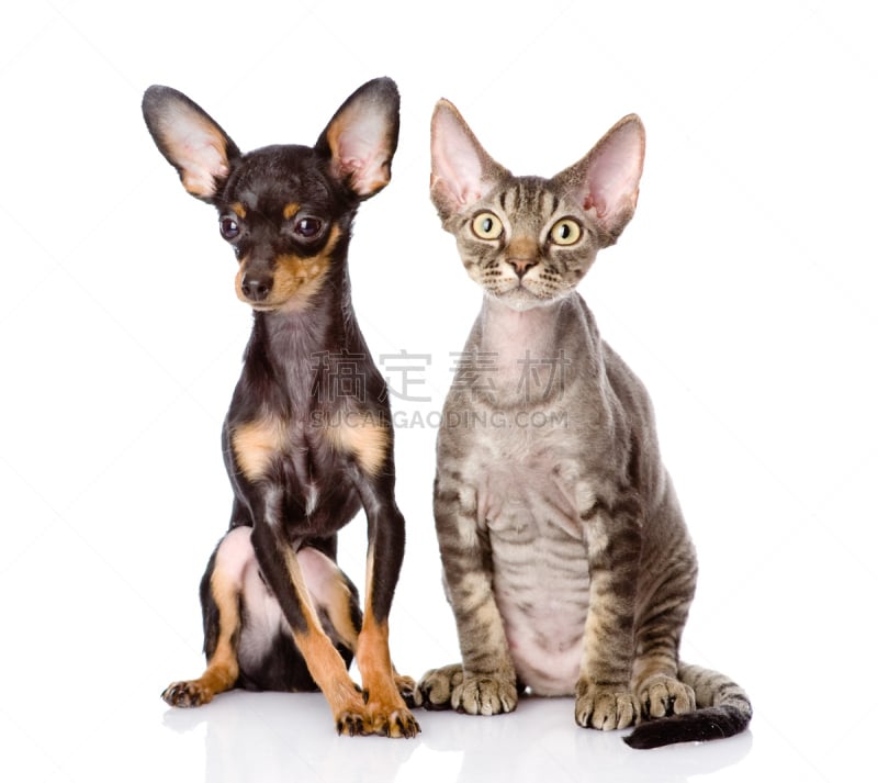 小狗,梗犬,德文莱克斯猫,玩具,Toy Terrier,德文郡,两只动物,正面视角,坐,相伴