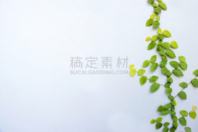 背景,自然美,爬行无花果,芳香的,奶油,古典式,夏天,图像,仅一朵花,白色
