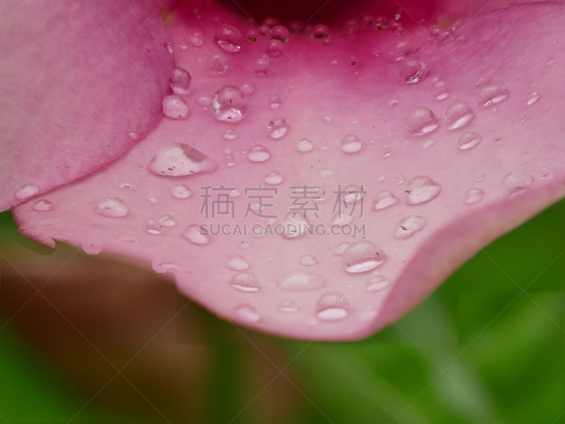 水,雨,水滴,灰尘,紫色,美,水平画幅,blue tang fish,夏天,软枝黄蝉