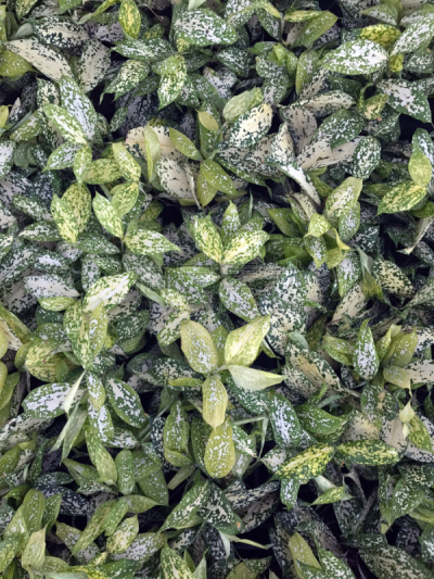 白色,植物,叶子,粗心的,自然美,明亮,垂直画幅,美,枝繁叶茂,无人