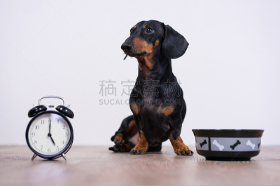 可爱的,纯种犬,食品,狗,小的,动物,腊肠犬,看,时间,碗