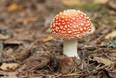 毒蝇菇,公园,水平画幅,无人,夏天,户外,斑驳的,毒蘑菇,真菌,伞形毒菌