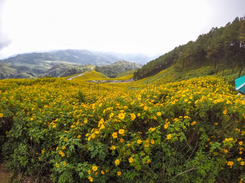 山,泰国,十二月,夜丰颂省,十一月,北,墨西哥向日葵,居住区,铀,花