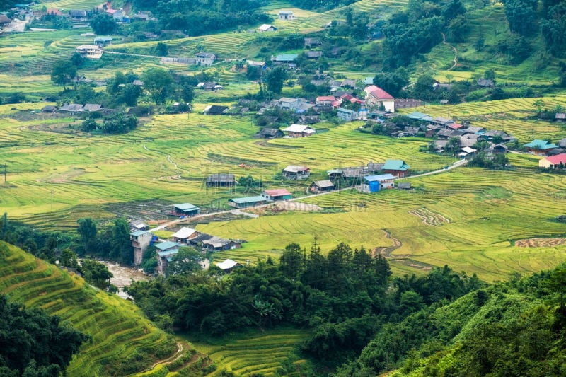 米,乡村,梯田,田地,视角,萨帕,草坪,水稻梯田,农作物,热带气候