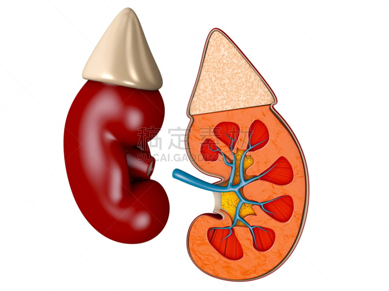 健康保健,绘画插图,科学,材料,建筑结构,肾,三维图形,生物学,药,摩尔多瓦共和国