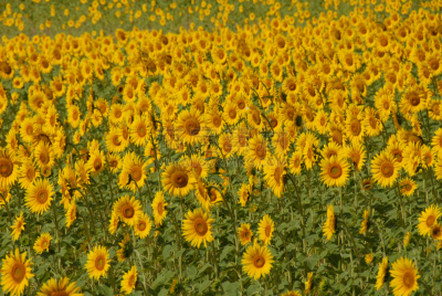水平画幅,绿色,无人,趋光性,夏天,太阳,common sunflower,向日葵籽,维生素a,植物