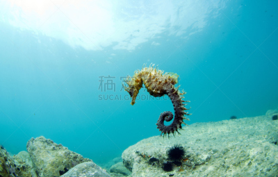 海马雕塑,牛皮,海马,水平画幅,无人,水下,图像,特写,岛,海洋