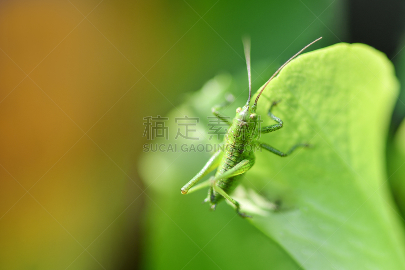 蚱蜢,叶子,绿色,肖像,草,动物,透过窗户往外看,植物,户外,草地