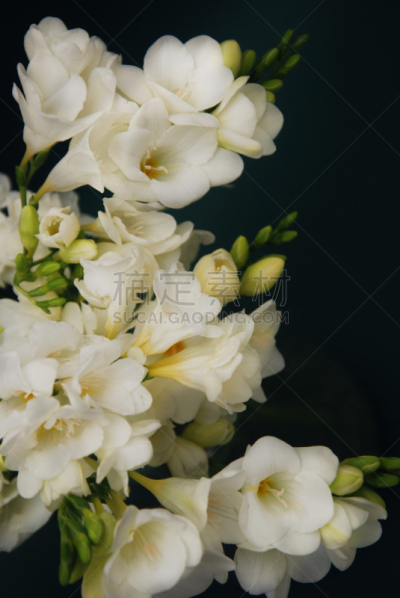 小苍兰,特写,花束,黑色背景,白色,垂直画幅,美,艺术,芳香的,花蕾