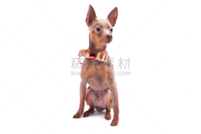 toy terrier,小狗,白色,分离着色,俄罗斯人,褐色,水平画幅,注视镜头,梗犬,动物身体部位