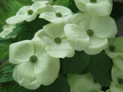 仅一朵花,白色,山茱萸,绿色背景,公园,水平画幅,枝繁叶茂,无人,园艺,纽约