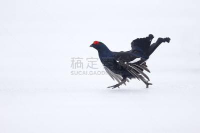 黑松鸡,自然,松鸡,停泊的,旷野,摩尔人风格,寒冷,野生动物,水平画幅,雪