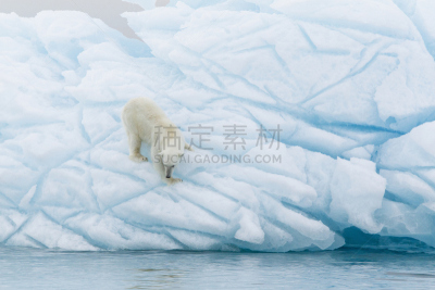 北极熊,白色,自然,挪威,野生动物,图像,雪,白令海,哺乳纲,动物