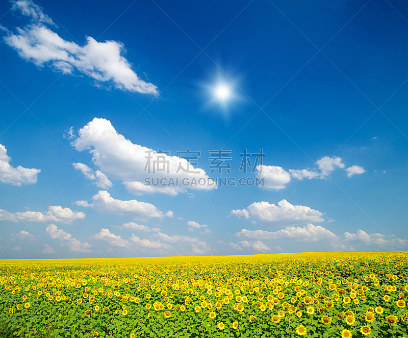田地,向日葵,自然,天空,水平画幅,地形,无人,蓝色,有机食品,乌克兰