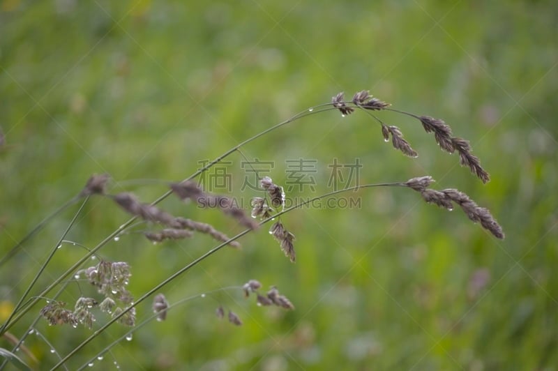 草,鸭茅草,草地,雨,水平画幅,无人,雨滴,露水,户外,水滴