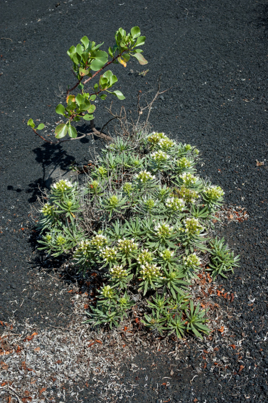 植物,Volcanic Scoria,帕尔马,垂直画幅,群岛,枝繁叶茂,无人,大西洋群岛,泥土