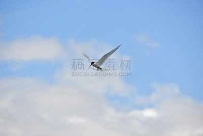 鸟类,自由,冰岛国,北,水,天空,美,风,水平画幅,云