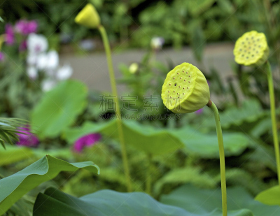 花蕾,莲藕,植物,水平画幅,无人,美国睡莲,野生植物,特写,野花,山龙眼目
