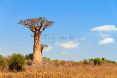 马达加斯加,猴面包树,美,水平画幅,美人,古老的,巨大的,异国情调,户外,特有物种