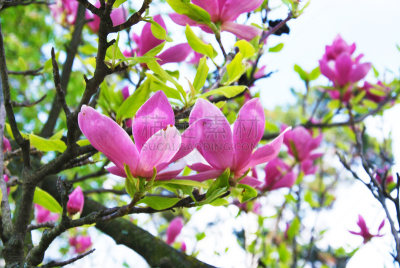 玉兰类,自然,公园,芳香的,水平画幅,无人,夏天,户外,2015年,植物学