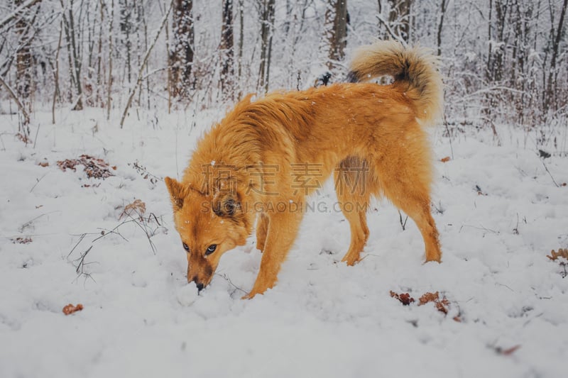 雪,进行中,豺狗,杂种猫,自然,纯种犬,水平画幅,可爱的,无人,户外