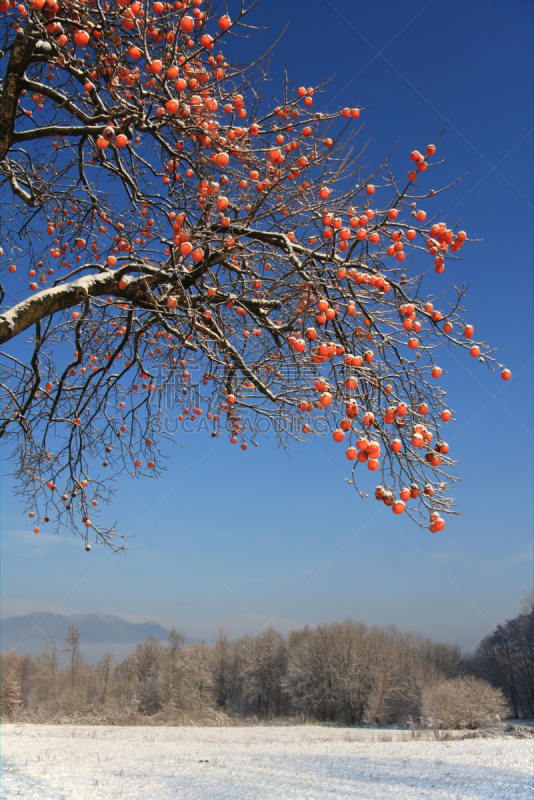 天空,蓝色,冬天,地形,柿子树,垂直画幅,橙色,水果,雪,无人