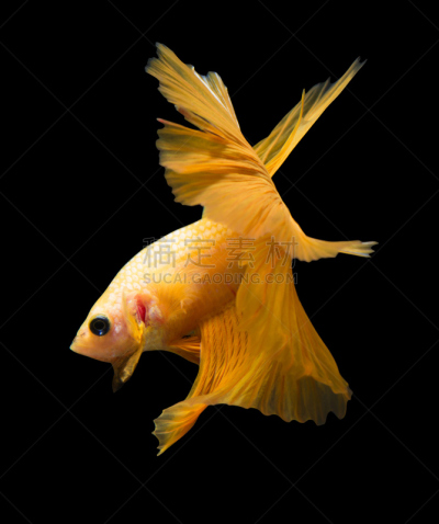 暹罗斗鱼,黑色背景,分离着色,骄纵宠物,自然,垂直画幅,蓝色,动物学,生物学,淡水